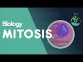 Exploring the Stages of Mitosis