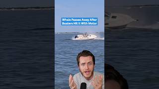 Boaters Hit Whale When Trying To Help It