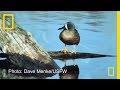 Impact of the Gulf of Mexico Oil Spill on Birds