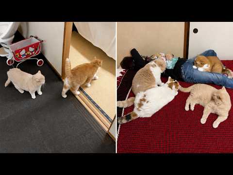 母が猫語で呼んだら猫が次々と集まってきた
