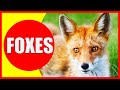 Foxes: Facts and Trivia