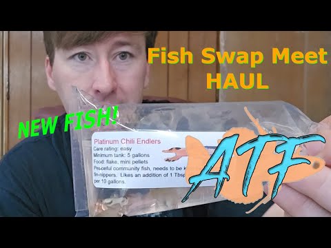 Fish Swap Meet Haul!  Omaha Fall Swap Meet Fish Swap Meet Haul!  Omaha Fall Swap Meet

I recently had the opportunity to make a short drive dow