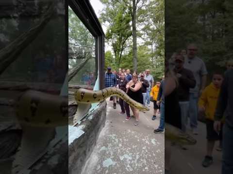 โTerrifying Moment a Giant Snake Strikes โ Realistic Safari Scene!โ