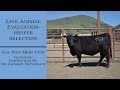 Evaluating Heifer Characteristics and Potential