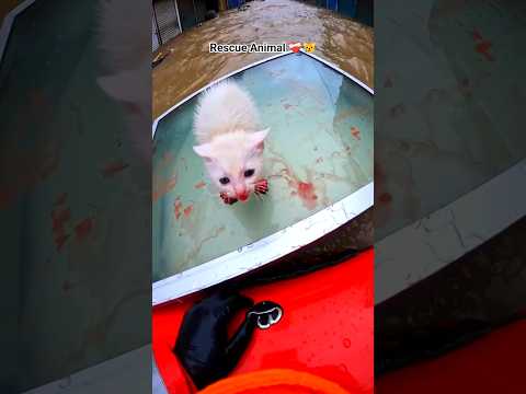 Phillies land All-Star closer Jhoan Duran ahead of MLB trade deadlineโคโ๐ฉน๐ฟ