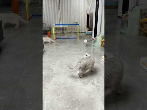小野：我只是想上个厕所…｜乔巴日记