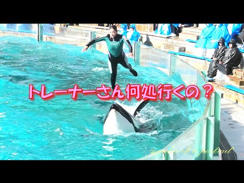 トレーナーさん何処行くの？ ＃鴨川シーワールド＃シャチ
