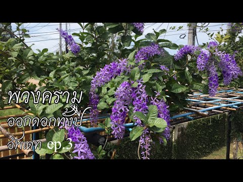พวงคราม ออกดอกทั้งปี ep.3( อัพเดท ) | kai siamrut