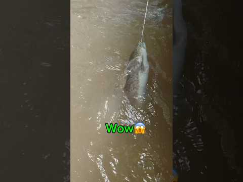 Wow😱 pancing di terkam buaya lagi, Strike sidat monster #msltv #fishing #mancing #petualangan