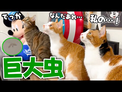 猫の動画サムネイル - 【発狂】巨大な虫が家に侵入して来た瞬間、猫たちがお祭り騒ぎになりましたwww