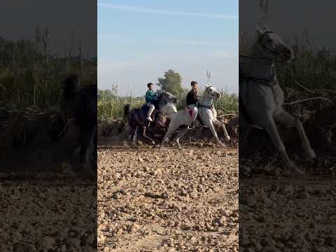 “The Kids Enjoy a Fun Day Riding Horses | Precious Moments with Horses”