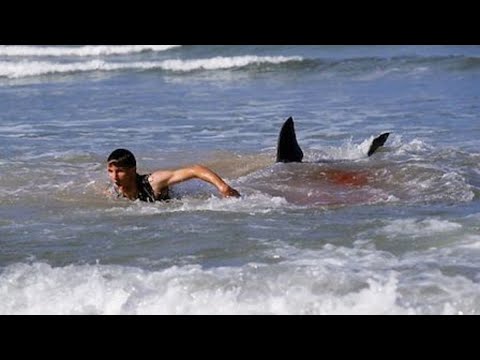 This Great White Shark Messed With The Wrong Surfer