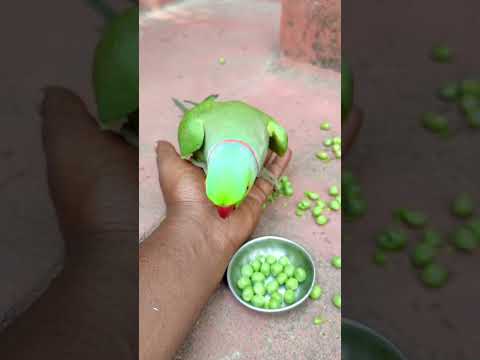 kon hey tuu 🦜💚 mithu parrot 💚 #petbird #talkingparot #parrot #funny #nonstoptalkingparrot #reels