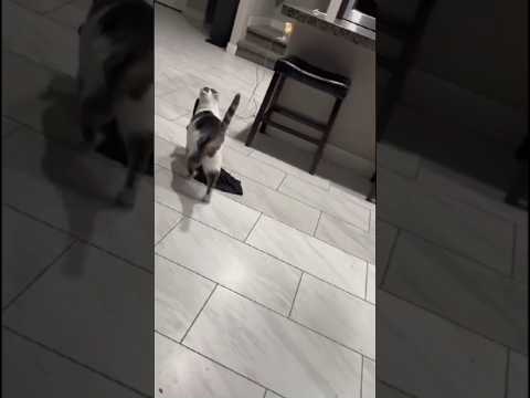 When Cats Don’t Understand Goodbyes