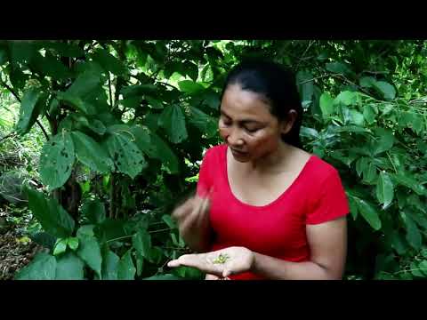Survival Food in forest find, Cut and cook bamboo shoot on the rock for eating@hitclubForest