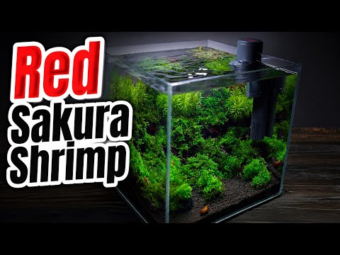 Life Inside a Red Sakura Shrimp Tank