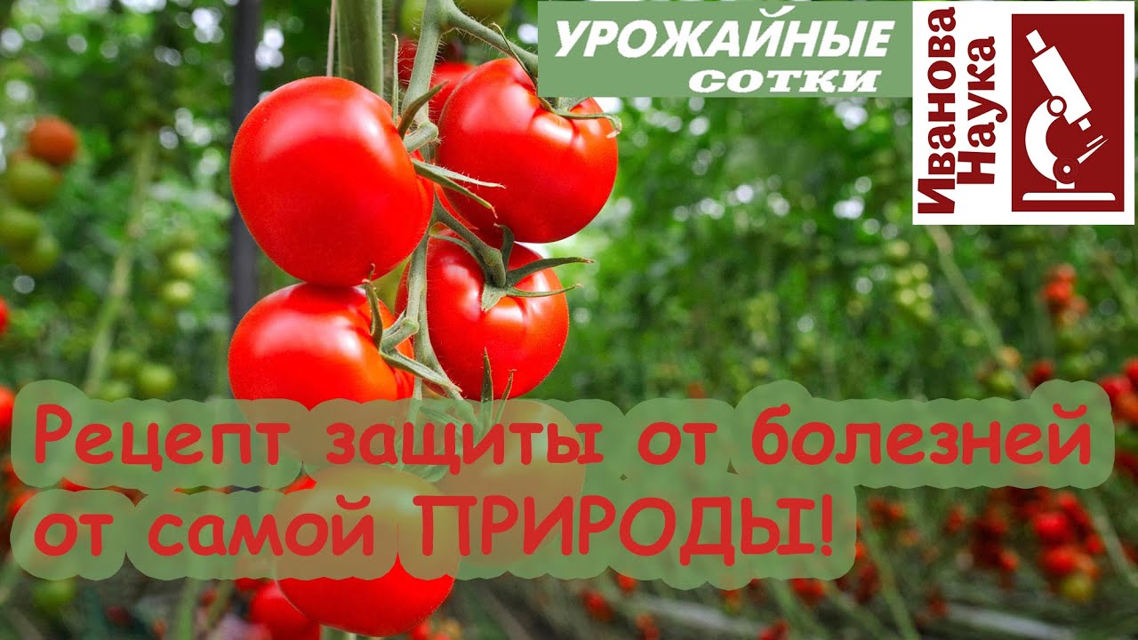 Галловая настойка средство, доступное всем! Эликсир для ваших растений и гроза для болезней!