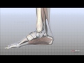 Foot Health and Anatomy Concepts