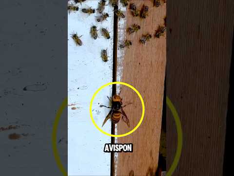Las Abejas se defendieron del Avispón