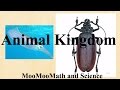 Animal Classification and Characteristics