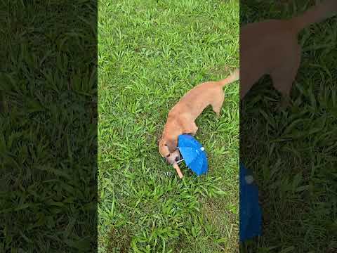 Teaching Minion about the umbrella #narrowayhomestead #theoneandonlyminion #farmdog #dogtraining