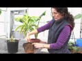 Plant Watering Techniques and Practices