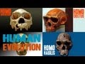 Exploring Human Evolution: From Primates to Homo Sapiens