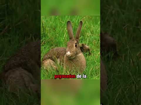 Esta comadreja ha desarrollado una técnica de caza muy extraña 🌀🐇