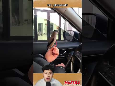 Viral! Burung Paling Cerdas Dan Jenius Yang Pernah Ada! #m4zsda #shortvideos #shorts #reaction