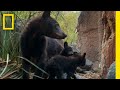 Black Bear Survival in Big Bend
