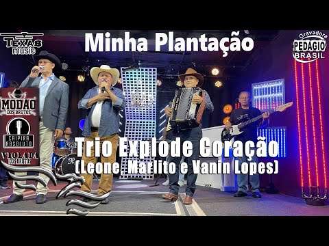 Minha Plantação - TRIO EXPLODE CORAÇÃO (Leone, Marlito e Vanin Lopes)