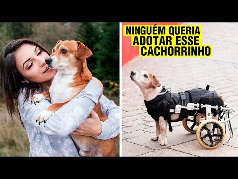 Ela adotou cachorro que ninguém queria, no outro dia 10 milhões estavam na sua conta!