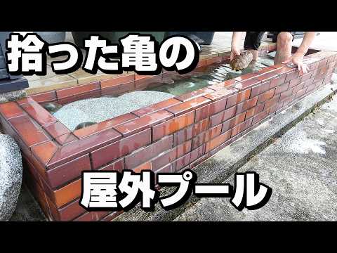 ７年前に川で拾ったイシガメ　大型プールで泳ぐ！