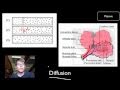 Exploring Transport Mechanisms in Cell Membranes