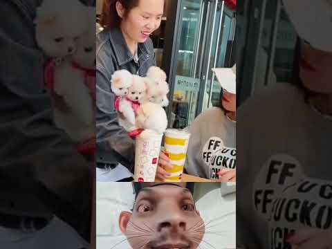 #All My Pets, One Big Hug#Caught with a Handful of Happiness#Fluffy Squad Goals