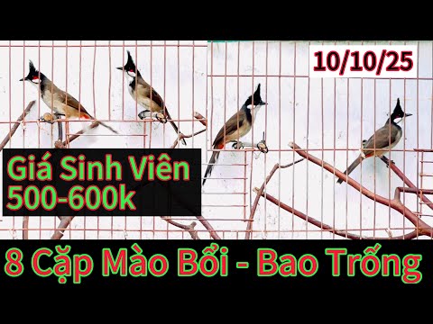 Mào Tuyển Bao Trống giá Sinh Viên🔥🔥🔥500k/1 bé. lh 0962.173.954