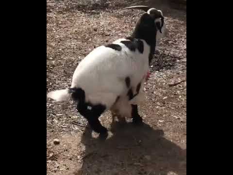 FUNNY GOAT VS HEN🤣🤣