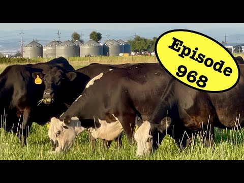 Putting Cows On Rejuvenated Pasture