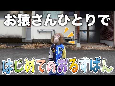 お猿さんがはじめて「ひとりぼっち」でおるすばん！おりこうに待てるかな？