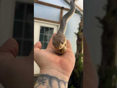 Always makes me a little nervous 😅 this guys bigger then he looks in videos! #snakes #animals