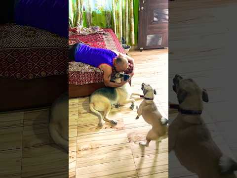 ऑस्कर को प्यार करो तो सुरसुरी का reaction🔥😳 #feelings like human #shorts #ytshorts #animals #pets