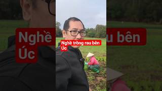 Quay lại trang trại rau ở Brisbane #australia #farming #brisbane