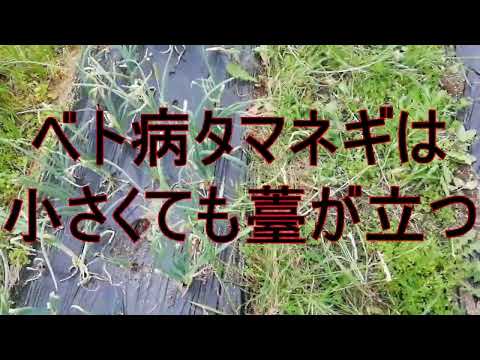 ベト病タマネギは小さくても薹が立つ