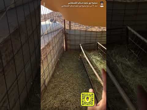اصابة البهم علي بالجرب آو القمله ،وحل بسيط لكثرة تجمع الذباب