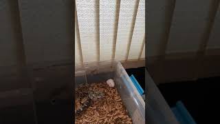 LIVE FEEDING boa in slow motion