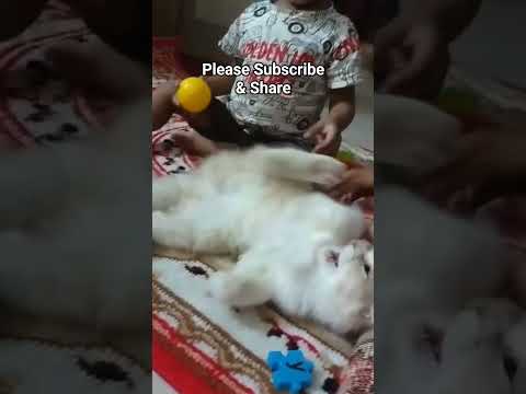 cat videos, mochi videos, Funny videos
