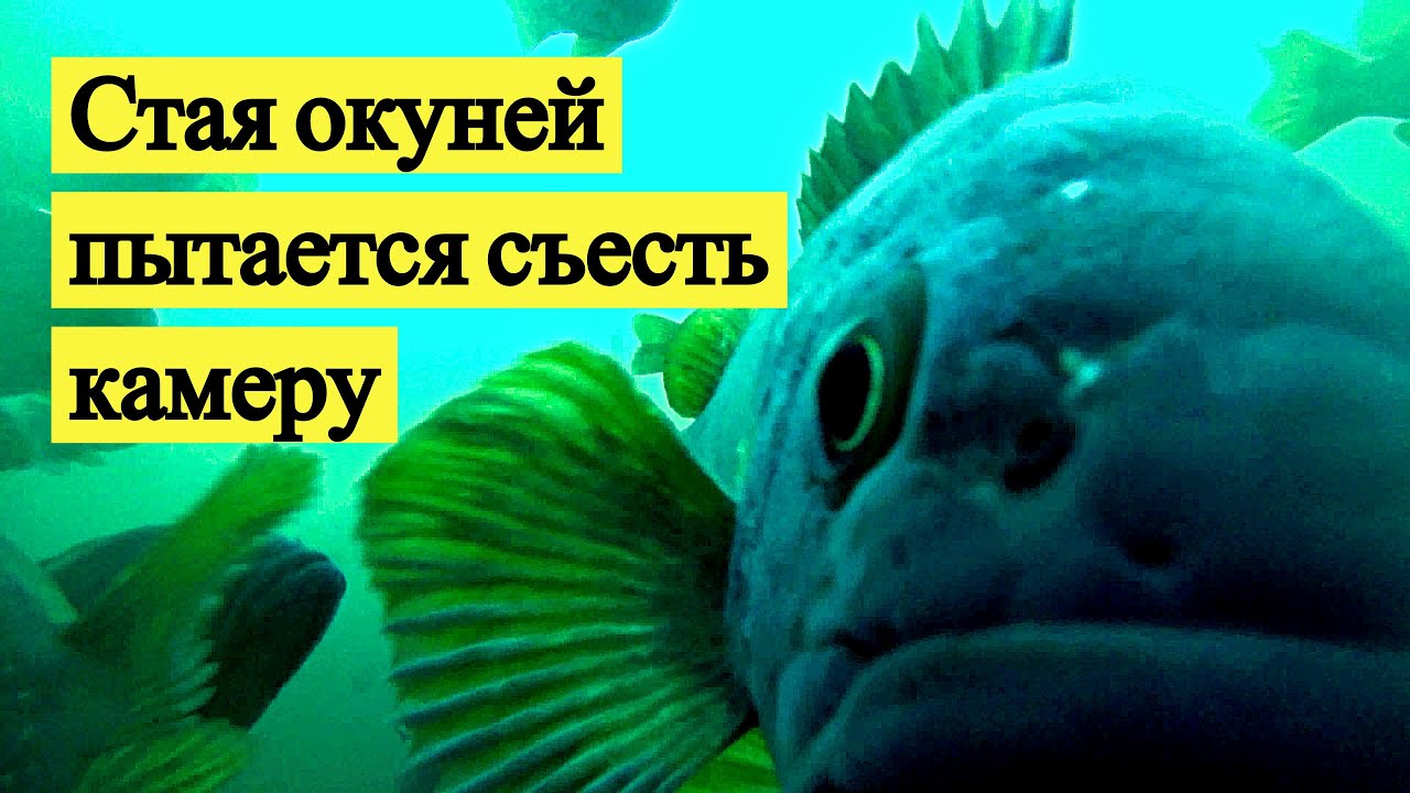 Рыбачу в море. Стая окуней пытается съесть камеру.