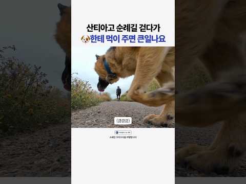 산티아고 순례길 걷다가 🐶한테 먹이주면 큰일나요
