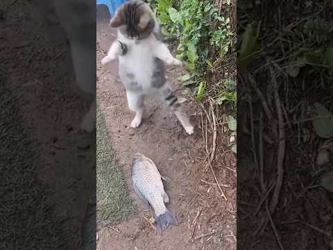 Tingkah lucu kucing menemukan ikan besar #sayangkucing #comedycat #comedy #ikan #fish