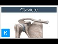 Clavicle Anatomy and Functions